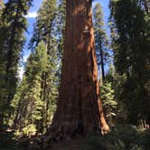 Review photo of Lodgepole Campground — Sequoia National Park by Zack R., August 8, 2018