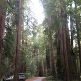 Review photo of Jedidiah Smith Campground — Redwood National Park by Robyn H., August 8, 2018