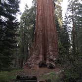 Review photo of Grant Grove Cabins by Robyn H., August 8, 2018