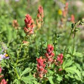 Review photo of Wasatch National Forest Moosehorn Campground by Hannah S., August 8, 2018