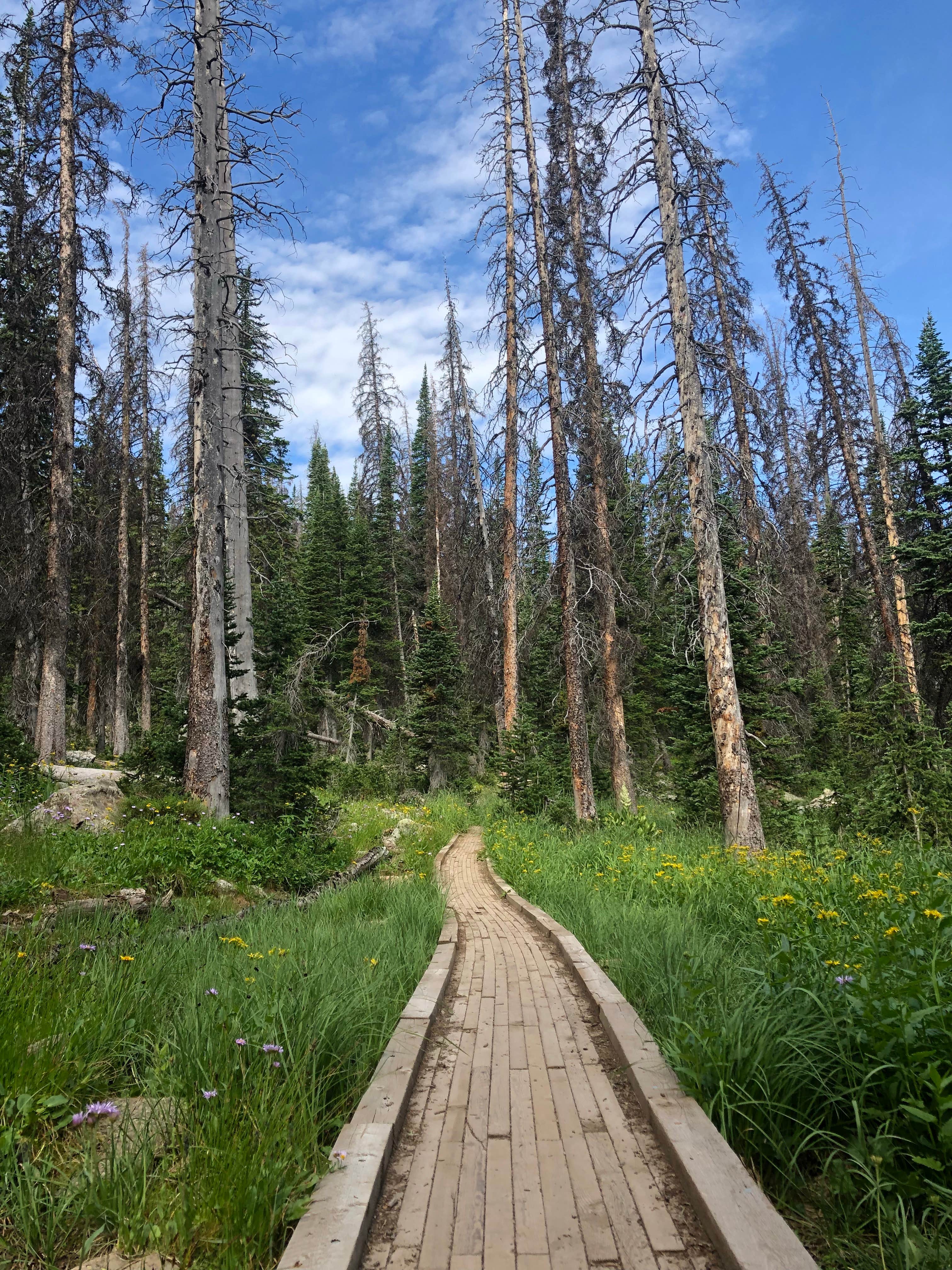 Camper submitted image from Wasatch National Forest Moosehorn Campground - 3