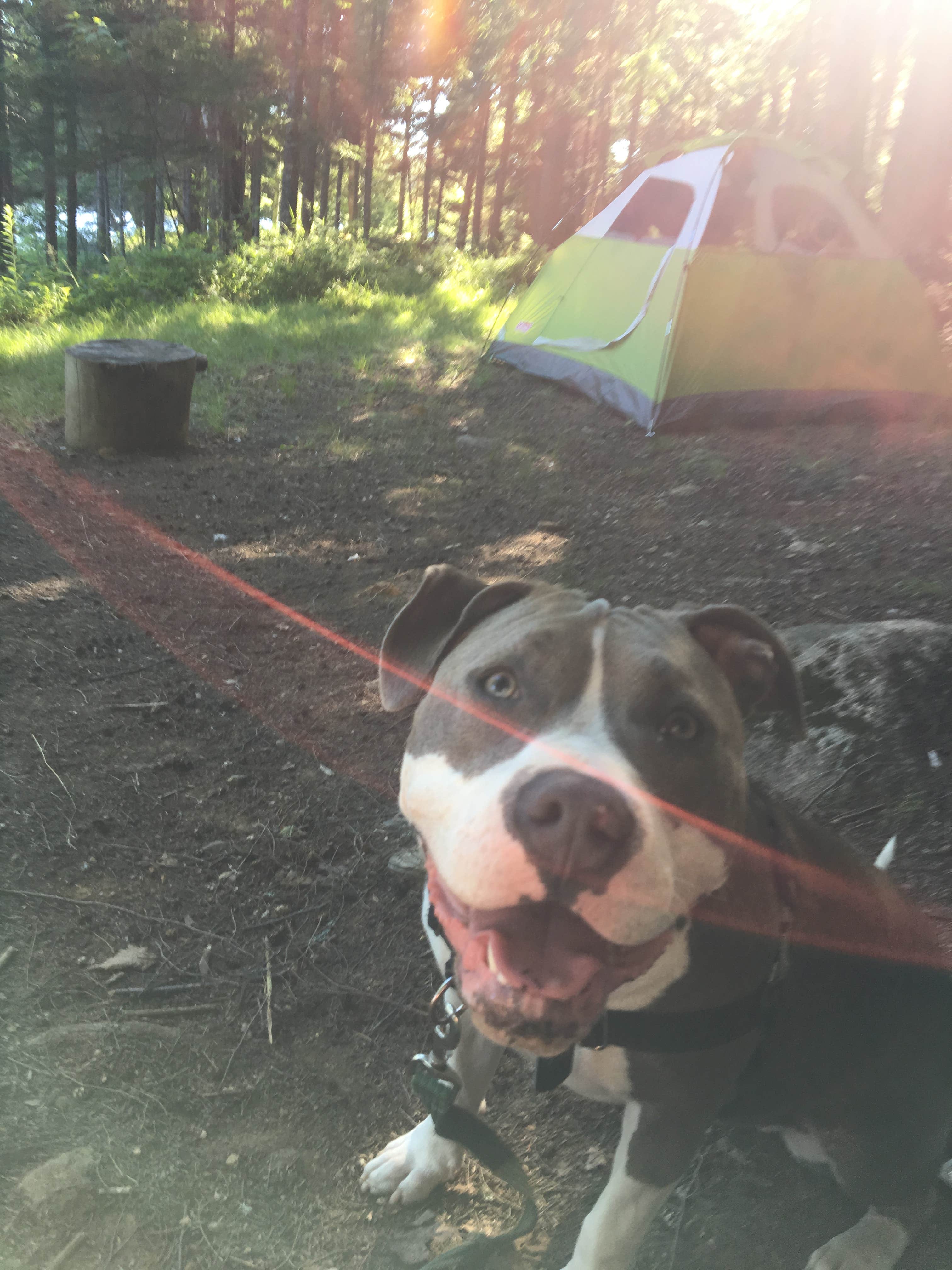 Olivia R.'s photo of tent camping at Forked Lake Campsite near Rainbow Lake, NY