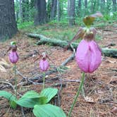 Review photo of Lorraine Park Campground — Harold Parker State Forest by Olivia R., August 8, 2018