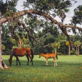 Review photo of Stafford Beach Campground — Cumberland Island National Seashore by Rare E., August 8, 2018