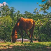 Review photo of Stafford Beach Campground — Cumberland Island National Seashore by Rare E., August 8, 2018