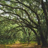 Review photo of Stafford Beach Campground — Cumberland Island National Seashore by Rare E., August 8, 2018