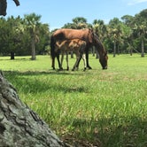 Review photo of Stafford Beach Campground — Cumberland Island National Seashore by Rare E., August 8, 2018
