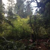 Review photo of Elk Prairie Campground — Prairie Creek Redwoods State Park by Crystal C., August 8, 2018