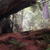 Review photo of Elk Prairie Campground — Prairie Creek Redwoods State Park by Crystal C., August 8, 2018