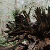 Review photo of Mill Creek Campground — Del Norte Coast Redwoods State Park by LAUREN B., August 8, 2018