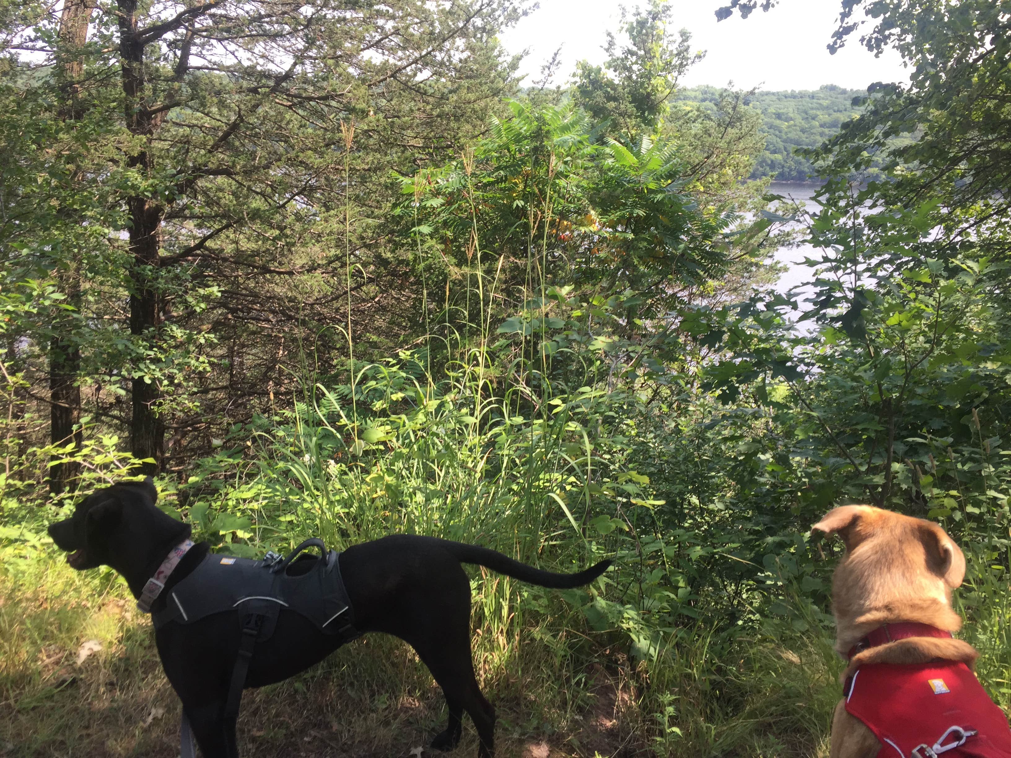 Kelly K.'s photo of camping with pets at Afton State Park Campground near Marine on St. Croix, MN