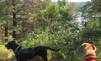 Kelly K.'s photo of camping with pets at Afton State Park Campground near Eau Galle Lake