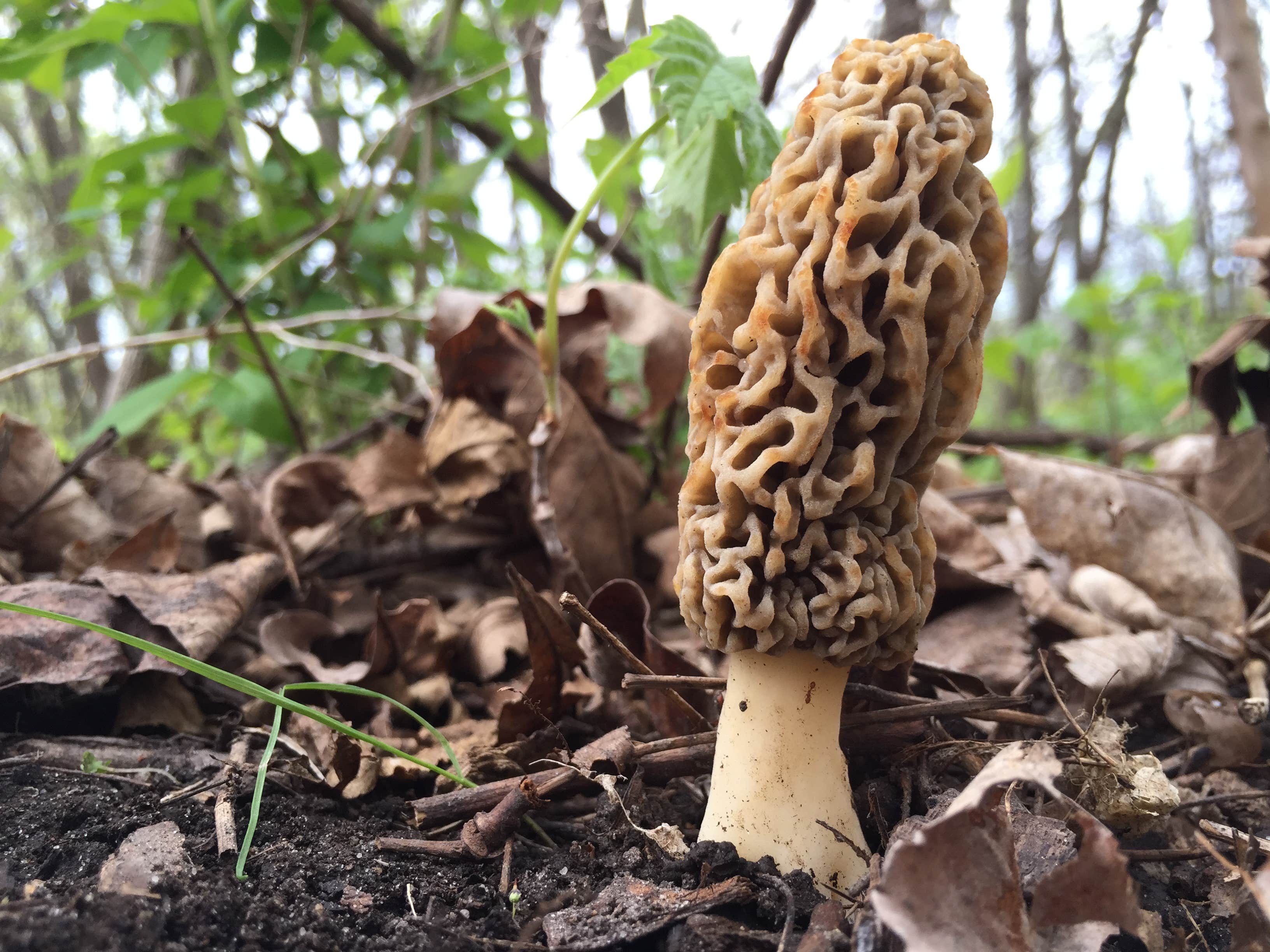 Camper-submitted photo at Ledges State Park Campground in Iowa