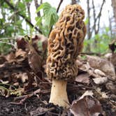 Review photo of Ledges State Park Campground by Anna B., August 8, 2018