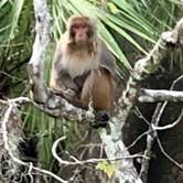 Review photo of Silver Springs State Park Campground by Terry A., August 8, 2018