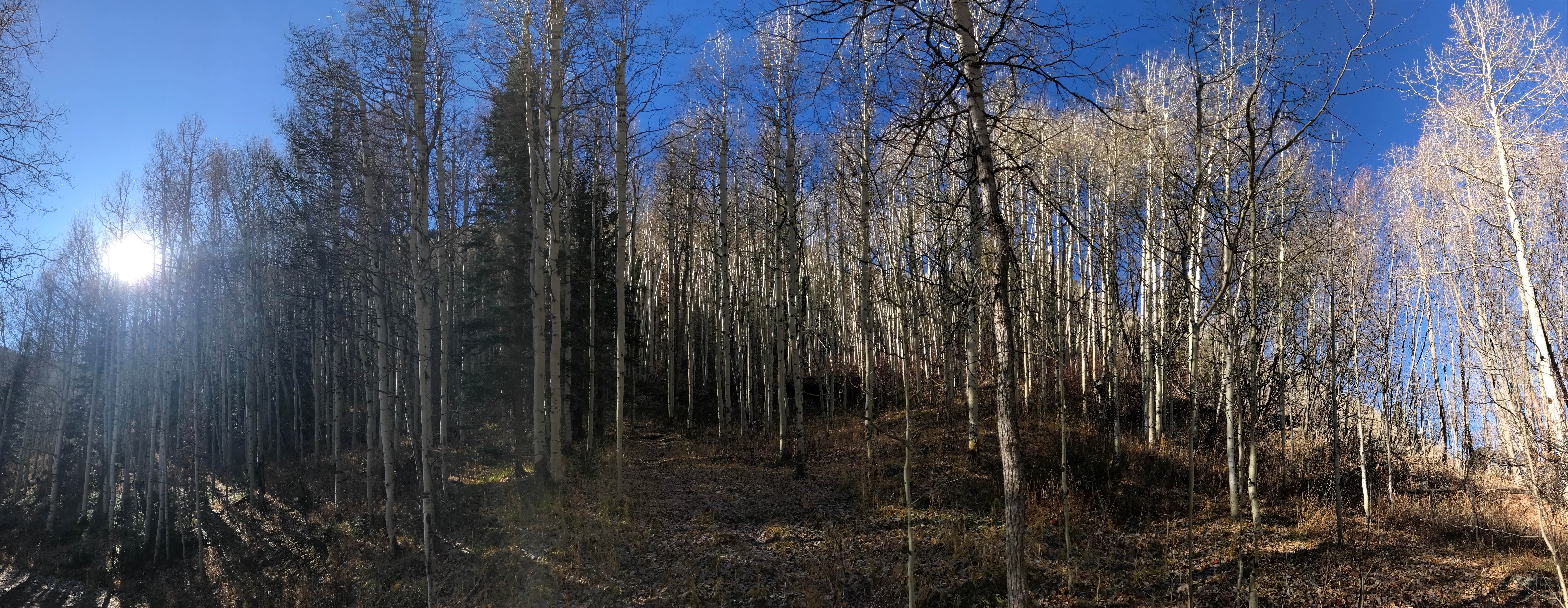 Priest Lake Dispersed Camping Area