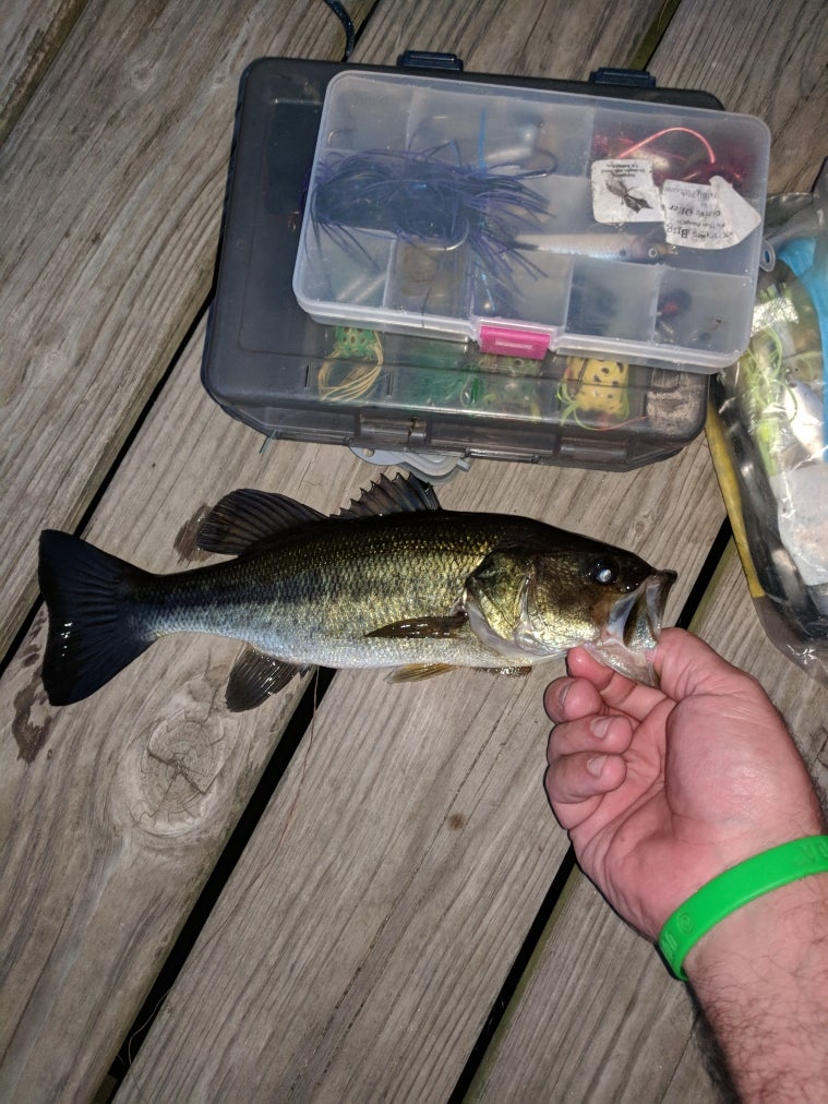 caught a few Bass from the dock