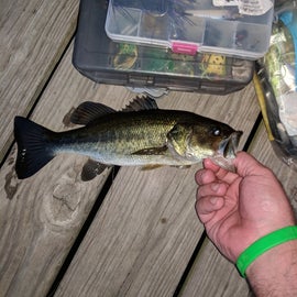 caught a few Bass from the dock