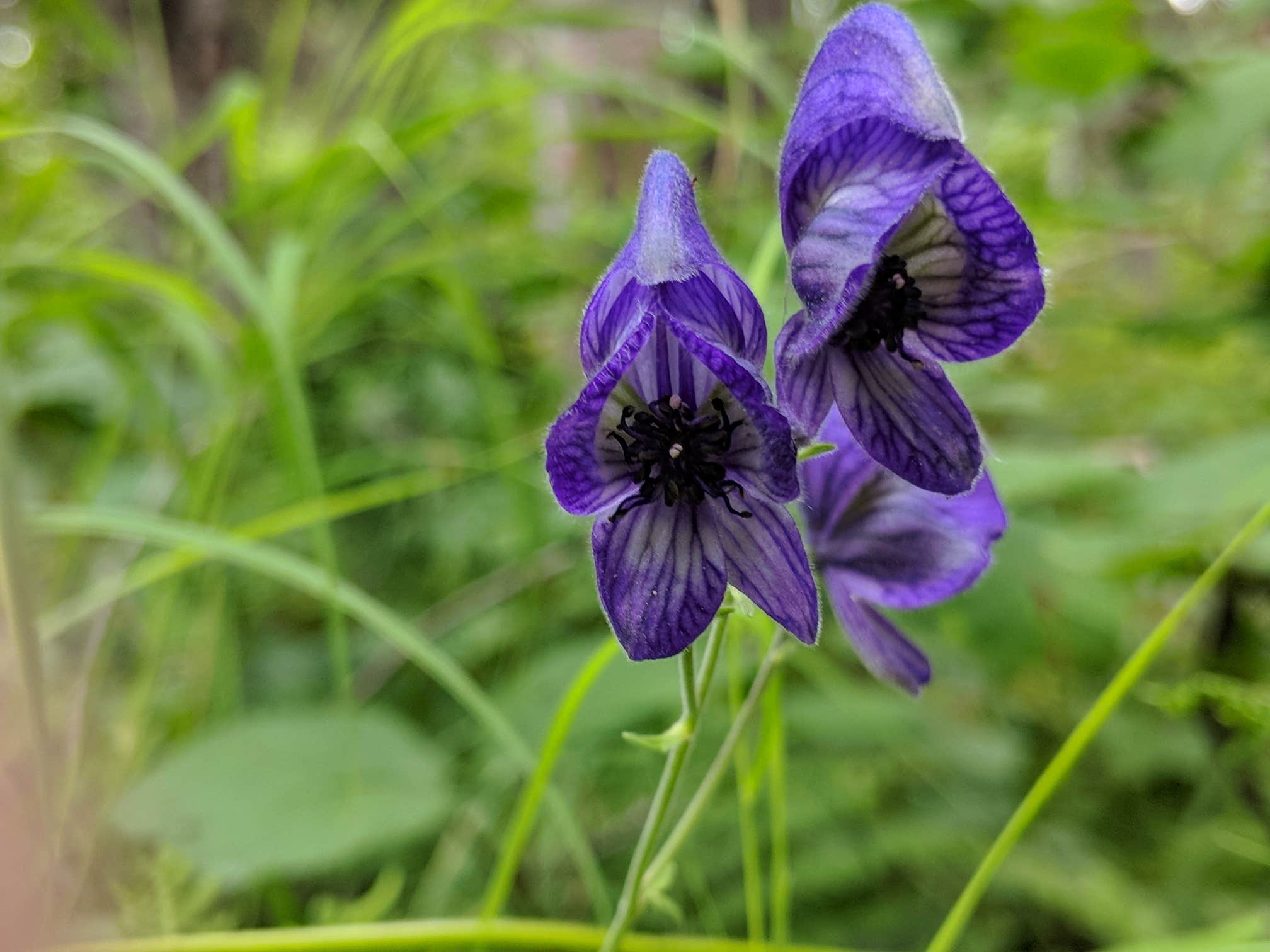 Camper-submitted photo at Byers Lake Campground in Alaska
