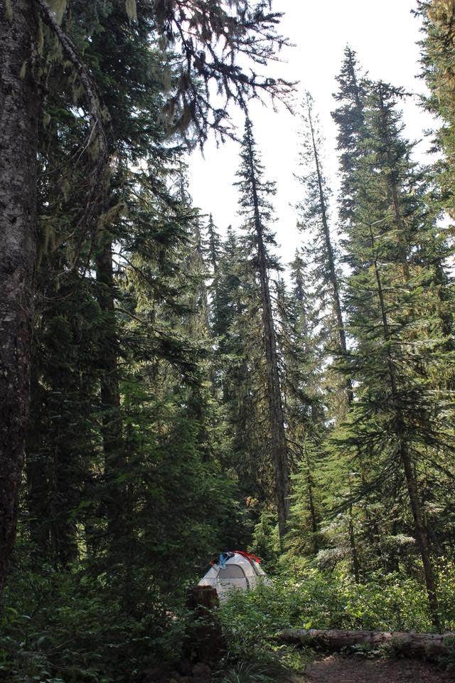 Erica T.'s photo at Takhlakh Lake Campground near Gifford Pinchot National Forest