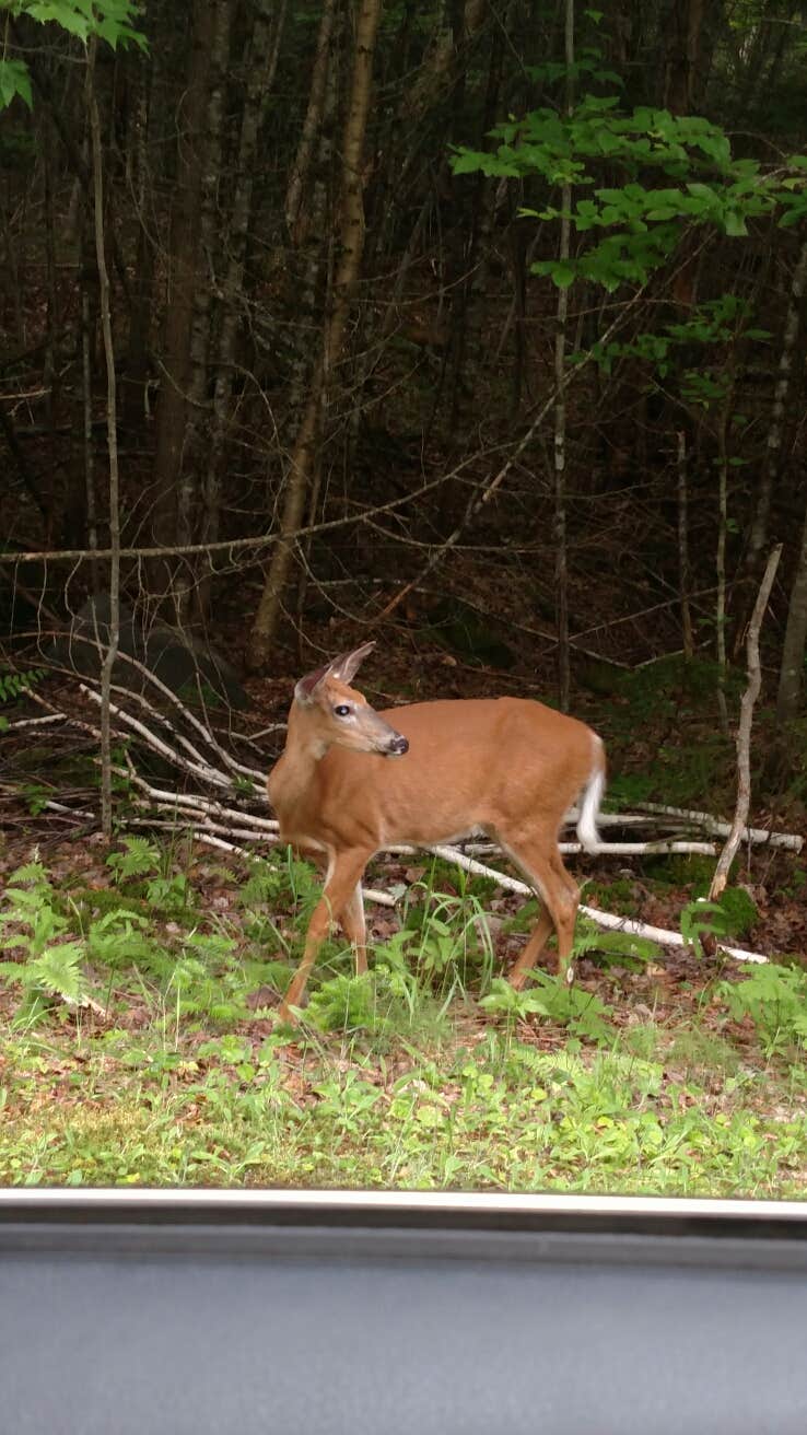 Camper-submitted photo at Dunn Point Campground — Lily Bay State Park near Rockwood, ME