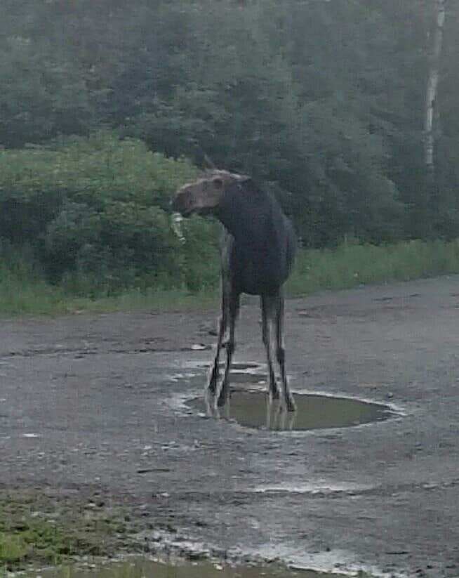 Camper-submitted photo at Dunn Point Campground — Lily Bay State Park near Rockwood, ME