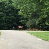 Review photo of East Fork State Park Campground by Tori W., August 9, 2018