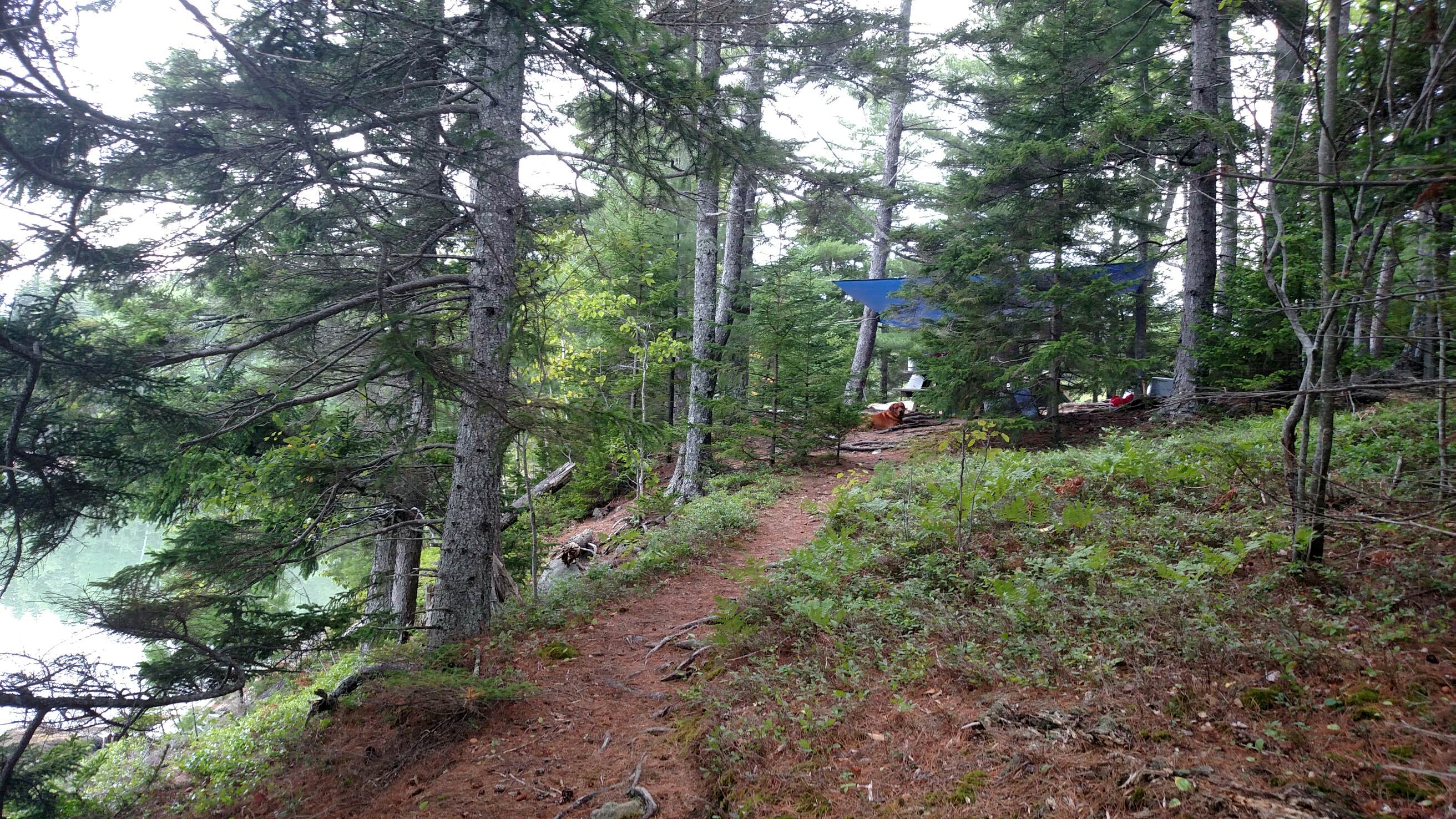 Camper submitted image from Cobscook Bay State Park Campground - 4