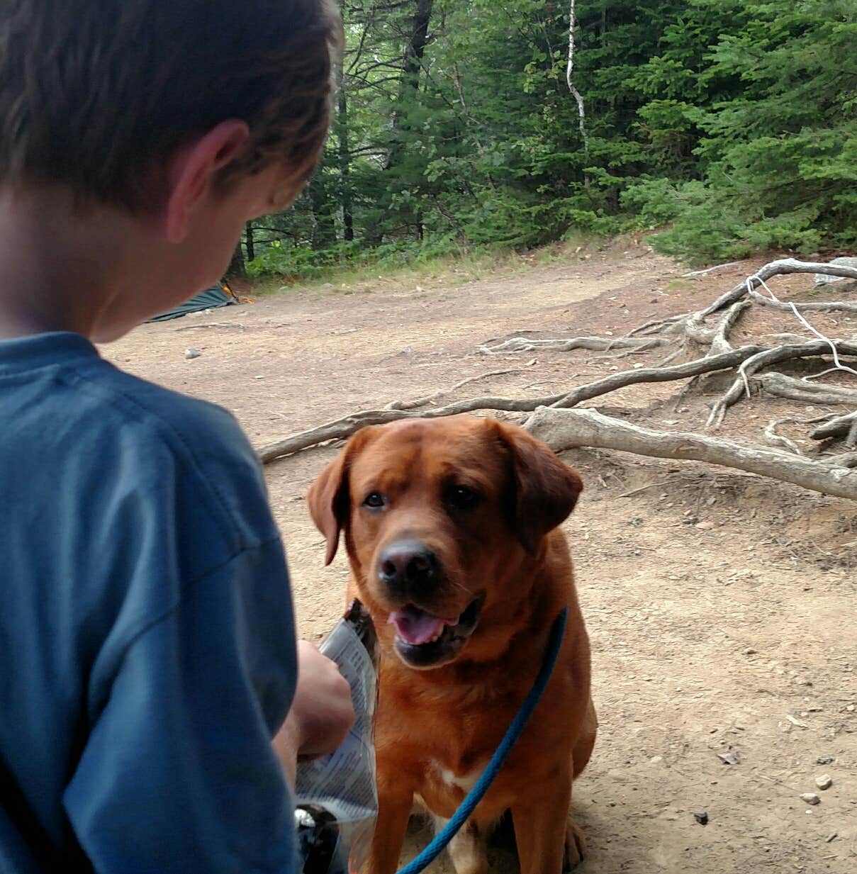 Michelle R.'s photo of camping with pets at Cobscook Bay State Park Campground near Pembroke, ME