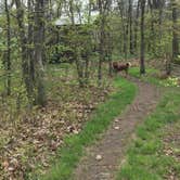 Review photo of Springer Mountain Shelter by Aubra F., August 9, 2018