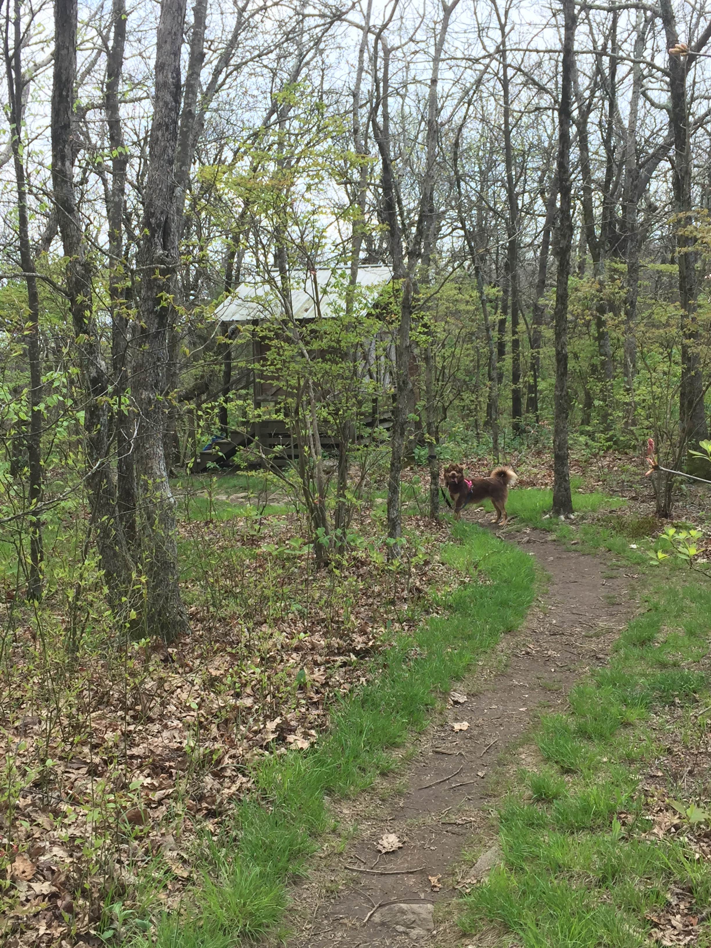 Camper submitted image from Springer Mountain Shelter - 3