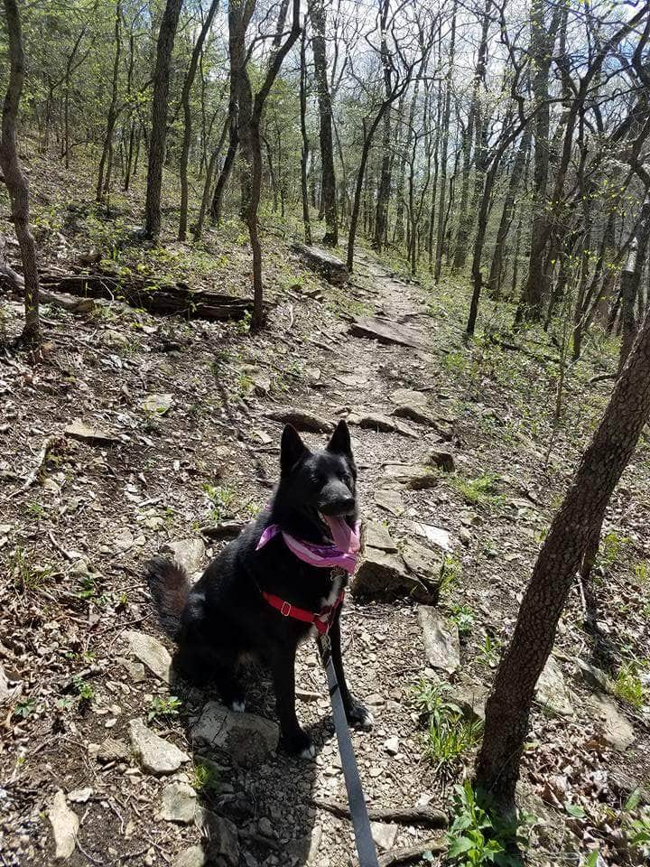 Mara F.'s photo of camping with pets at Graham Cave State Park Campground near Mark Twain Lake