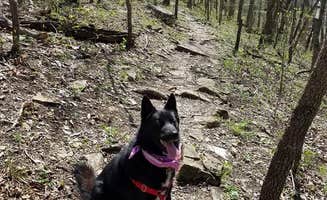 Mara F.'s photo of camping with pets at Graham Cave State Park Campground near Foristell, MO