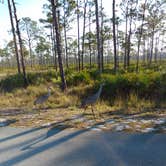 Review photo of Pine Grove Campground — Jonathan Dickinson State Park by Michele W., August 9, 2018