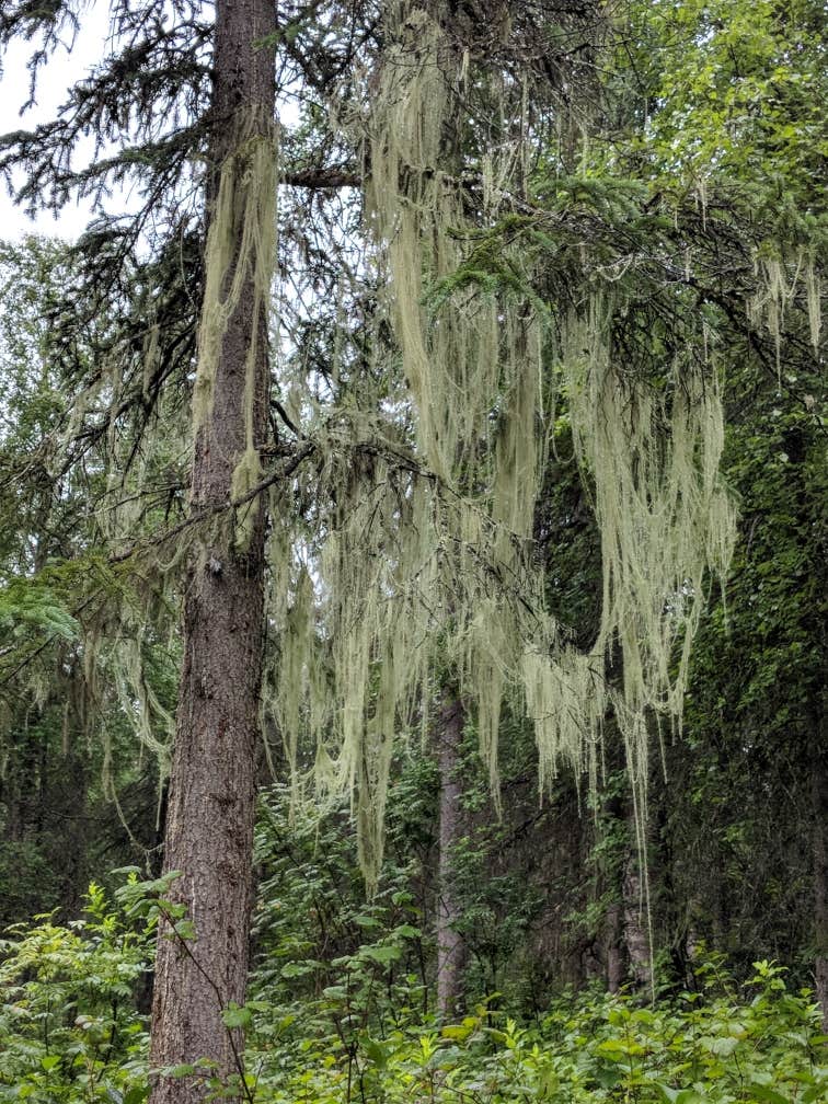 Byers Lake Campground