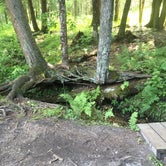 Review photo of Huron-Manistee National Forest by Megan C., August 9, 2018