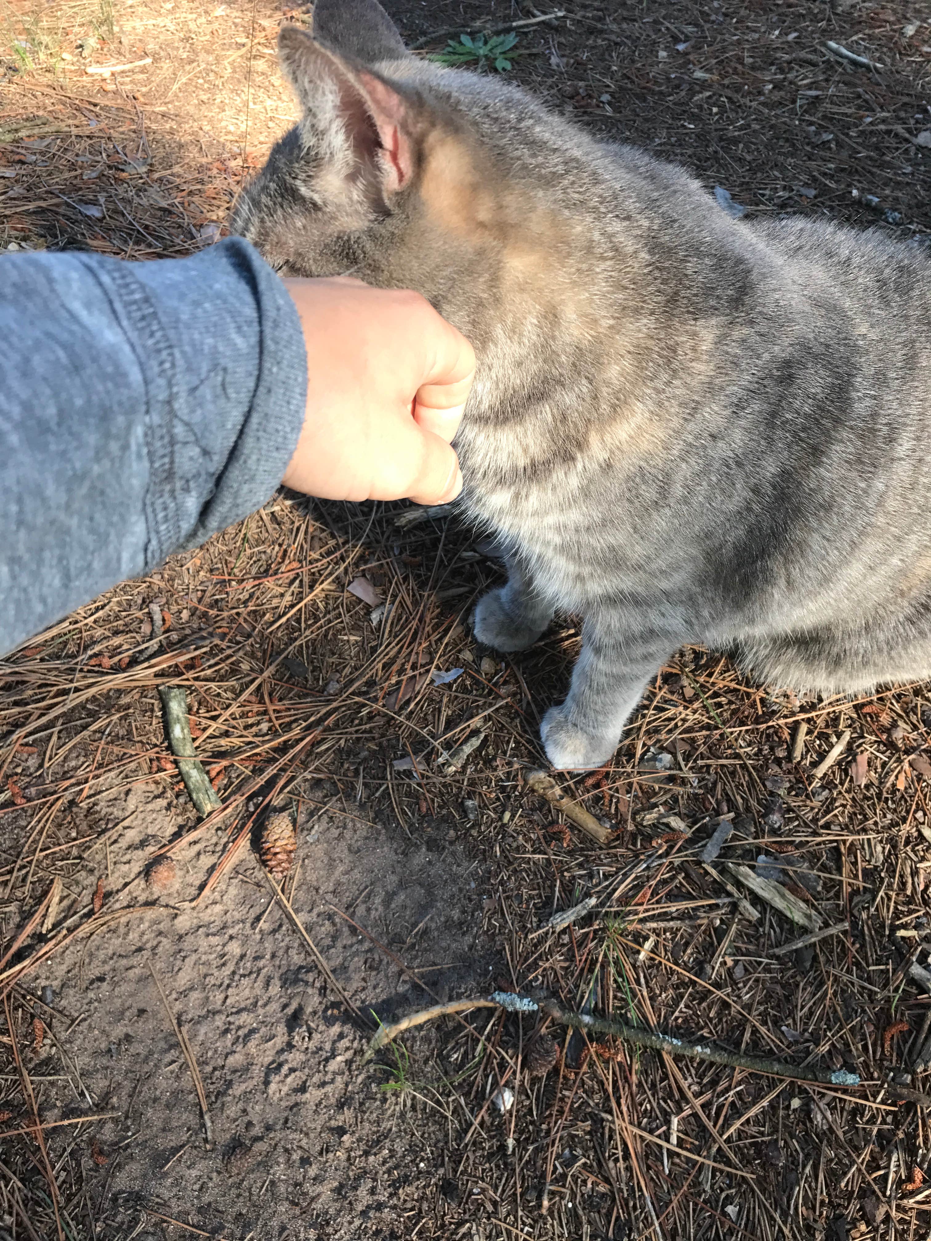 Megan C.'s photo of camping with pets at Empire Township Campground near Empire, MI