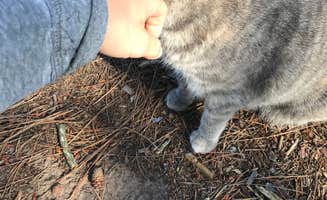 Megan C.'s photo of camping with pets at Empire Township Campground near Sleeping Bear Dunes National Lakeshore