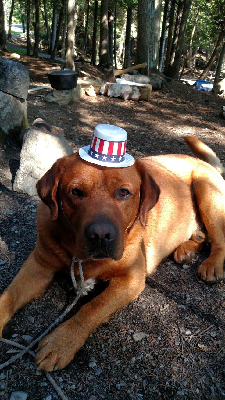 Michelle R.'s photo of camping with pets at Dunn Point Campground — Lily Bay State Park near Willimantic, ME