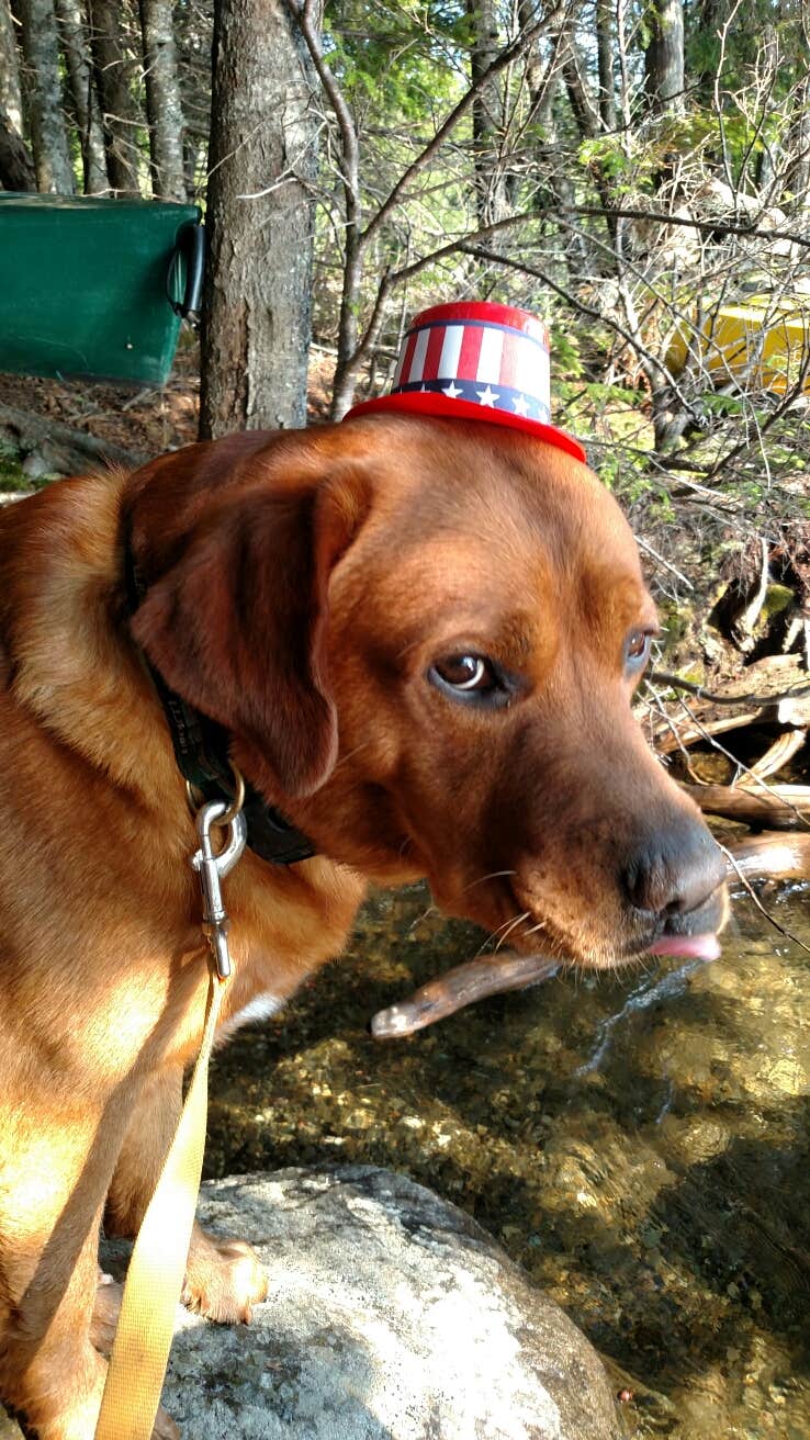 Michelle R.'s photo of camping with pets at Dunn Point Campground — Lily Bay State Park near Millinocket, ME