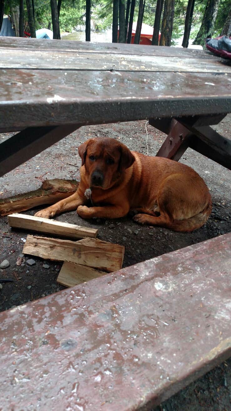 Michelle R.'s photo of camping with pets at Dunn Point Campground — Lily Bay State Park near Frenchtown, ME
