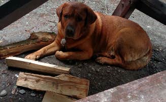 Michelle R.'s photo of camping with pets at Dunn Point Campground — Lily Bay State Park near Greenville Junction, ME