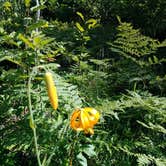 Review photo of Willamette National Forest Roaring River Group Campground by Autumn W., August 9, 2018