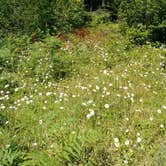 Review photo of Willamette National Forest Roaring River Group Campground by Autumn W., August 9, 2018