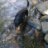 Review photo of Willamette National Forest Roaring River Group Campground by Autumn W., August 9, 2018