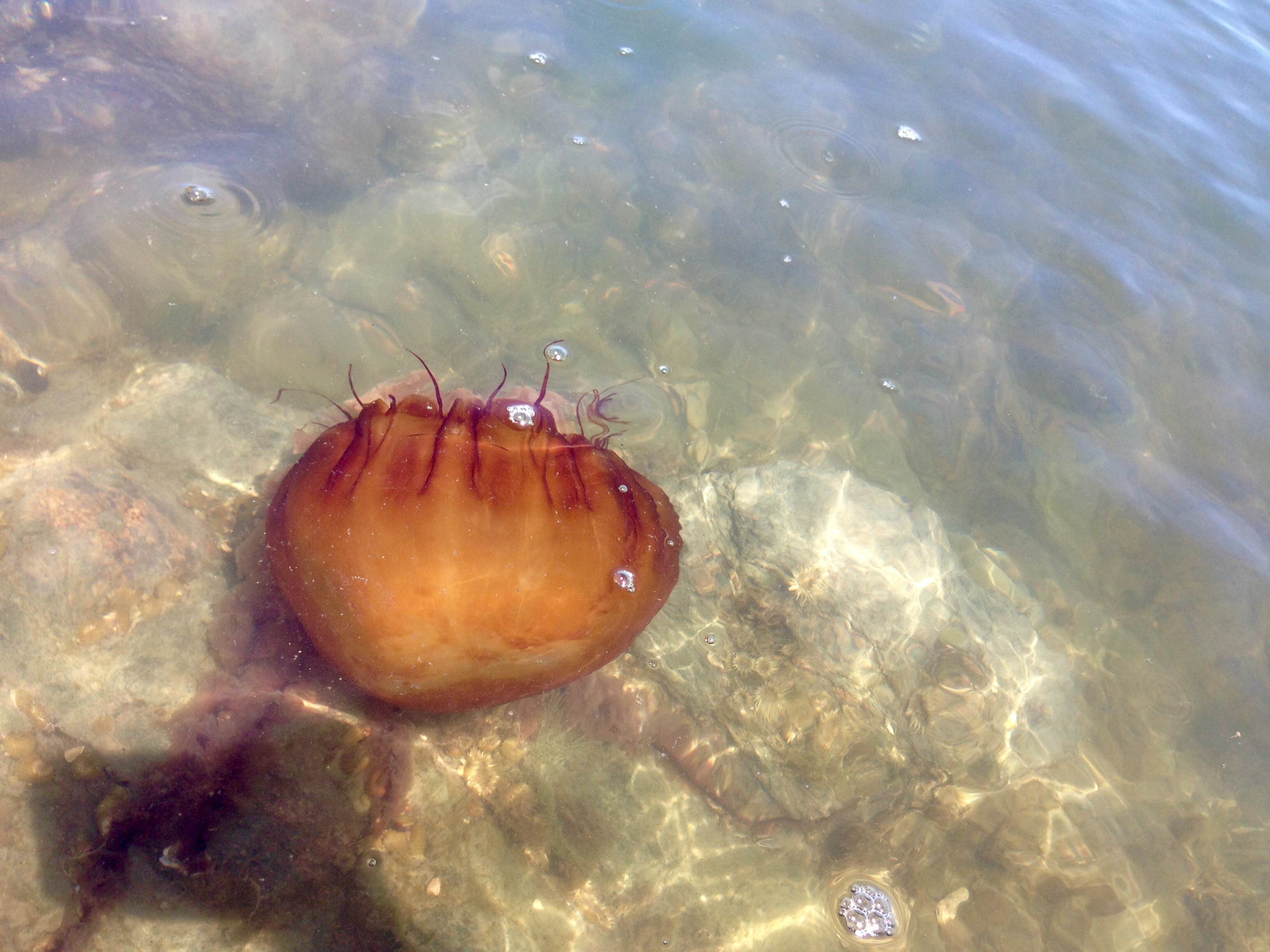 Camper-submitted photo at Tomales Bay Boat-In Camping — Point Reyes National Seashore near Occidental, CA