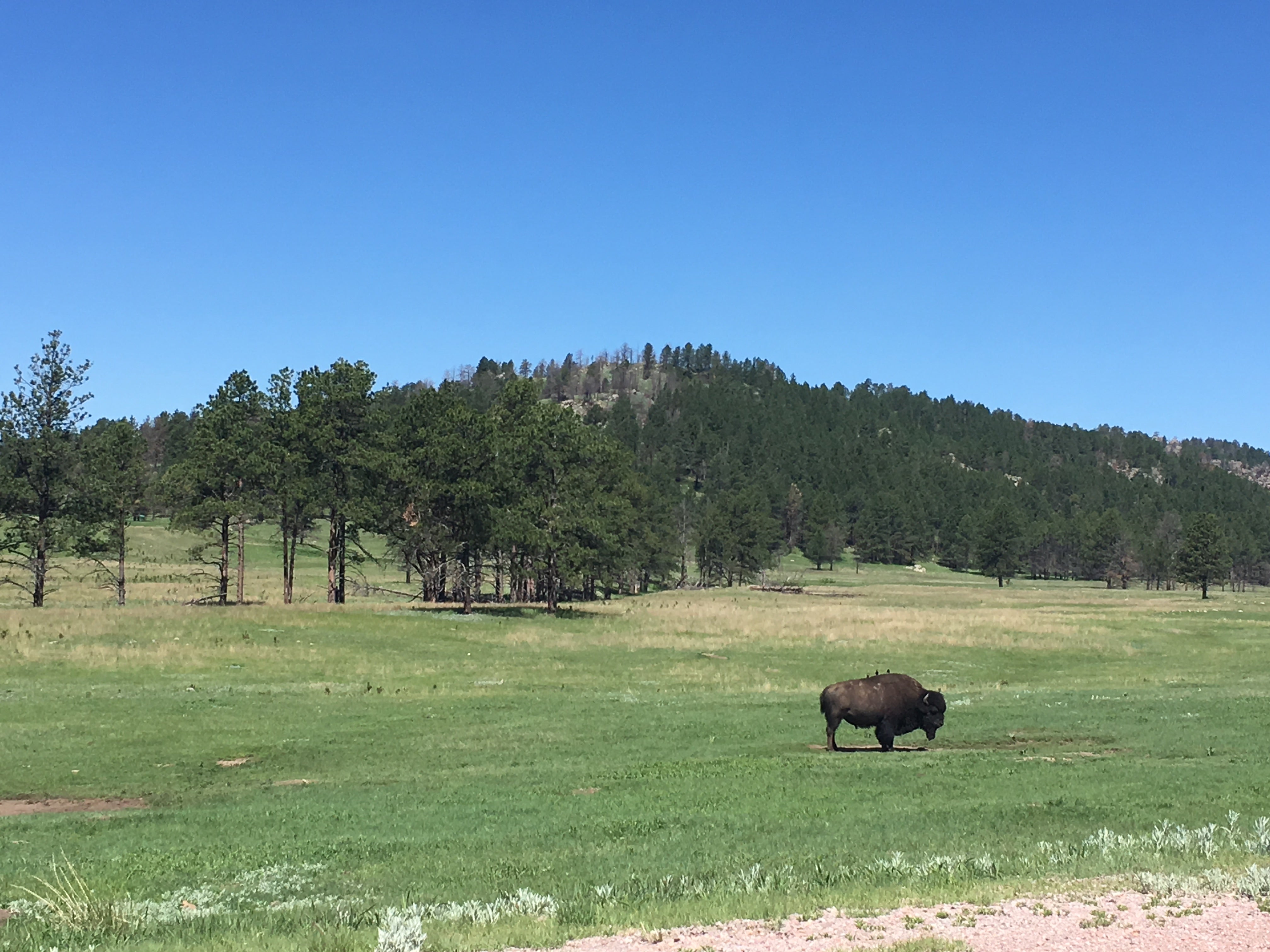 Bison are easy to find throughout the park.