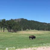 Review photo of Elk Mountain Campground — Wind Cave National Park by Kelsey M., August 9, 2018