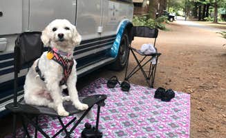 Renee R.'s photo of camping with pets at Elk Country RV Resort & Campground near Redwood National Park