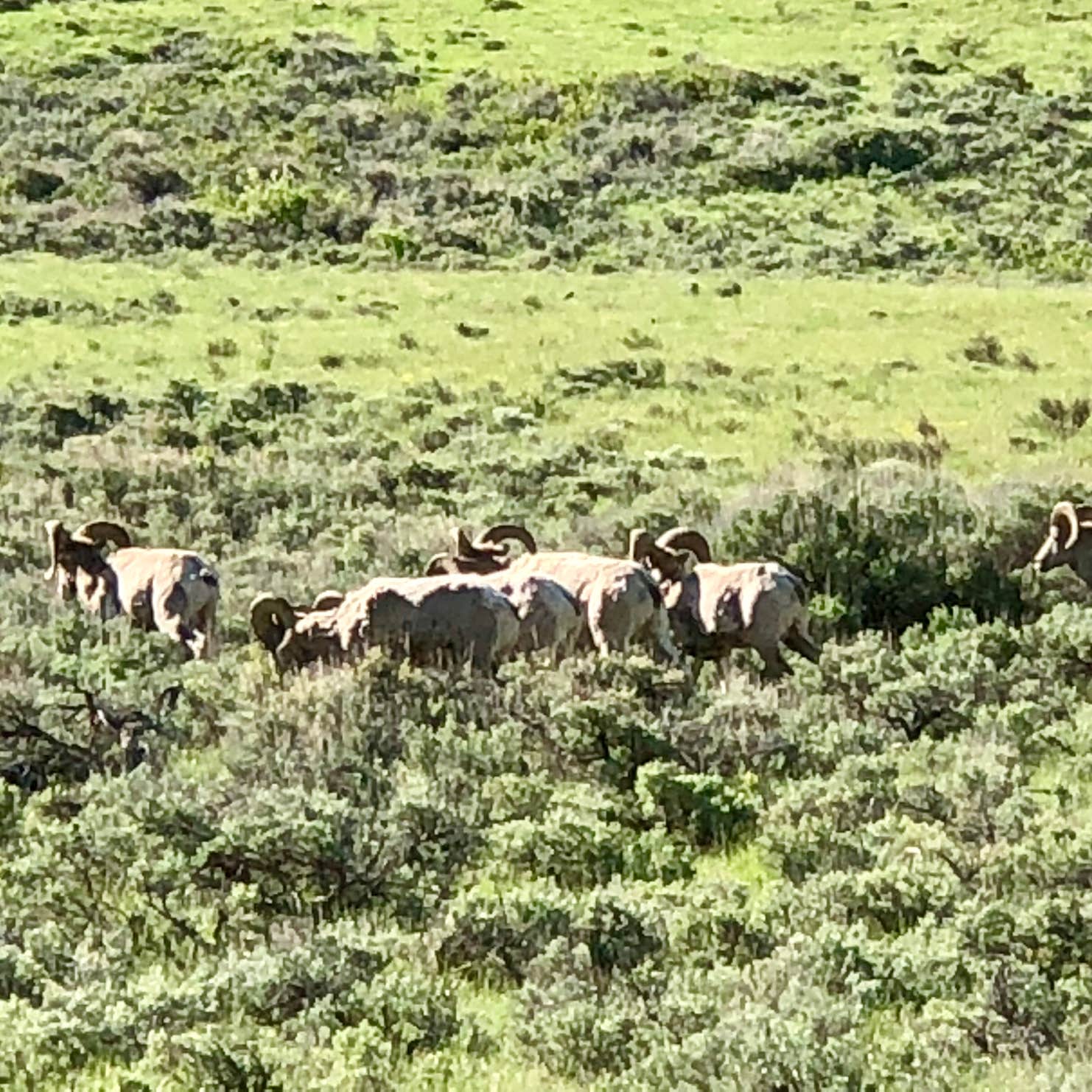 Curtis Canyon Campground Camping Jackson, WY The Dyrt